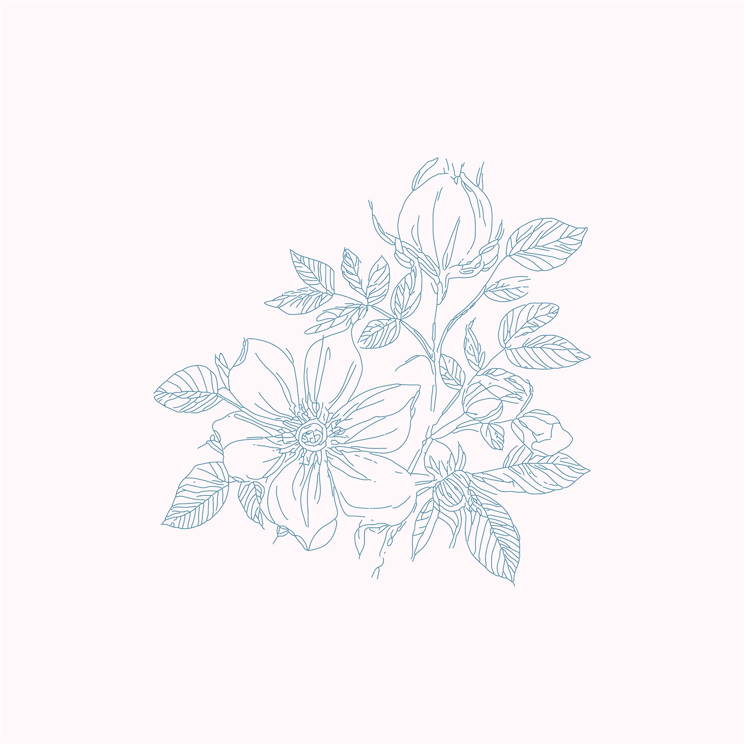 Rose hip floral branch illustration